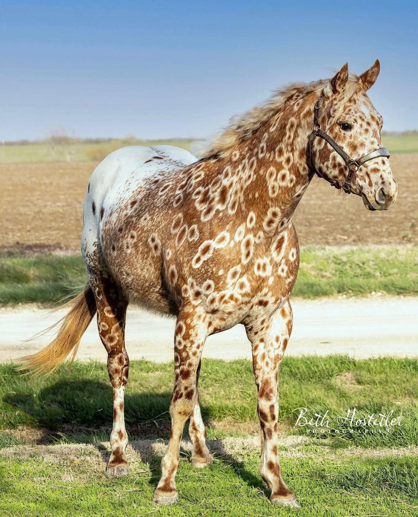 Leopard Appaloosa Horses